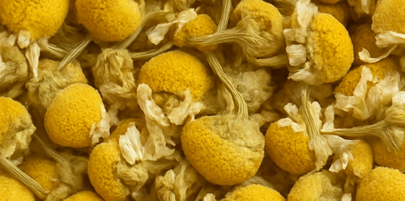 Chamomile